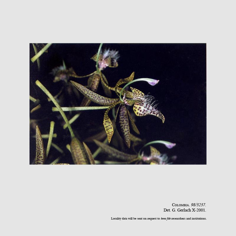 Polycycnis escobariana